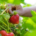 Pick and Process Your Own Fruit to Save Money