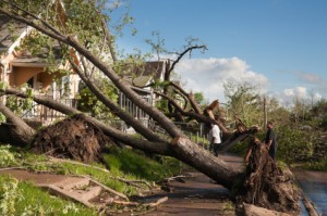 Does Homeowners Insurance Pay for Removal of Fallen Trees?