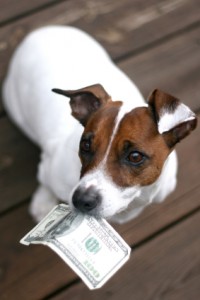 Six Ways to Save Money With Your New Dog